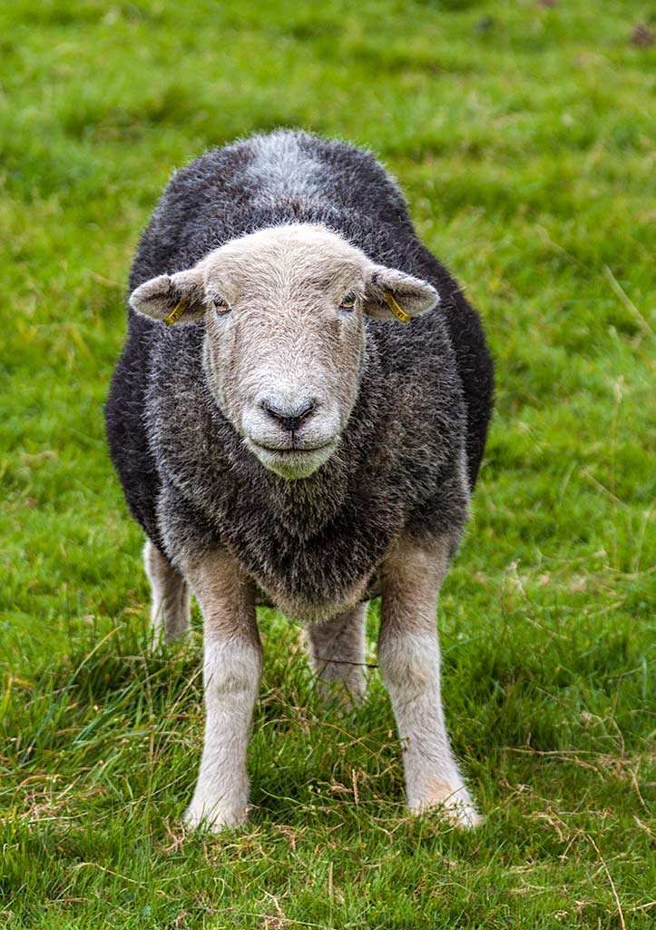 Wildlife and Animal Photography AntonyZ Photography