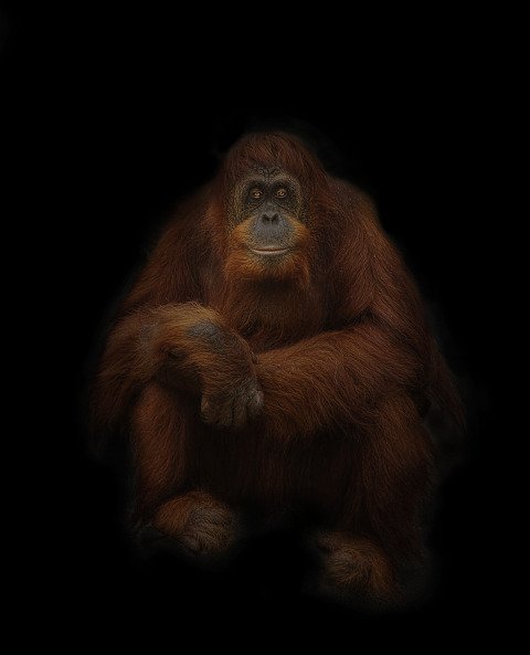 orangutan-portrait-480x593.jpg