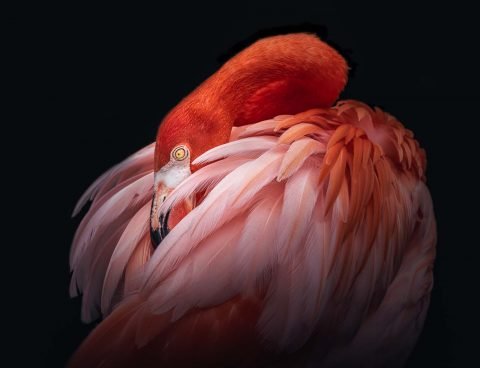 antonyz-flamingo-nature-wildlife-bird-resting