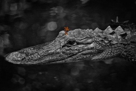 American Alligator with red Dragonfly in the Everglades
