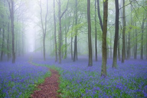 antonyz landscape bluebells forest mist fog bird