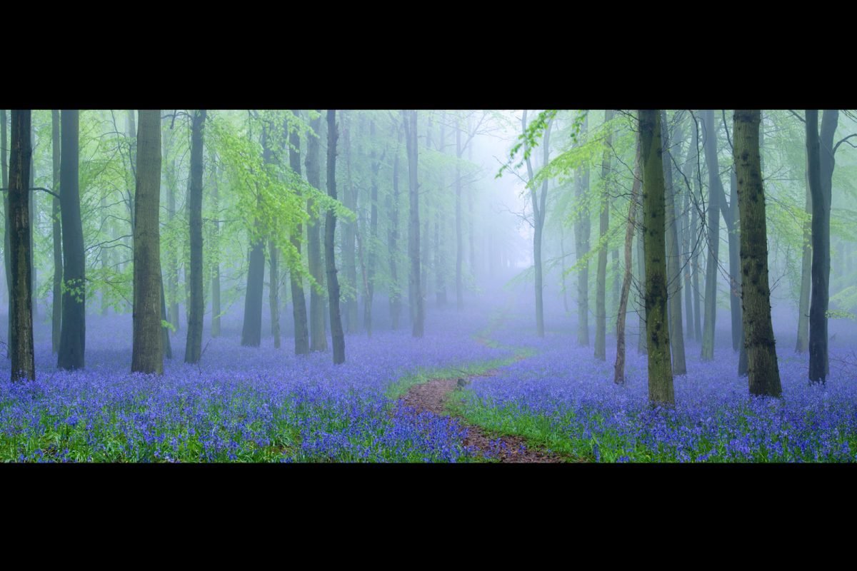 antonyz landscape bluebells forest mist fog bird