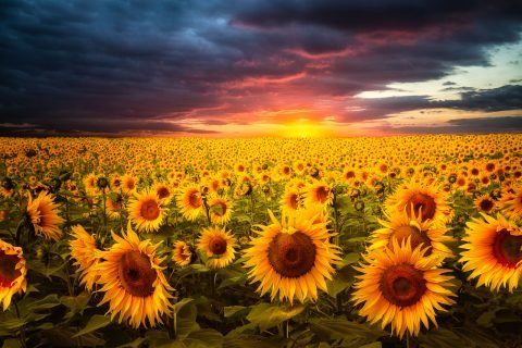 antonyz landscape sunflower fields red sky sunset