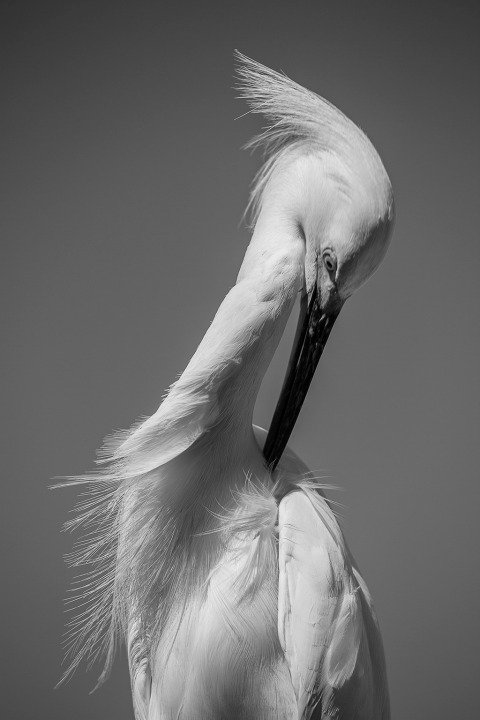 White Egret grooming portrait in black and white