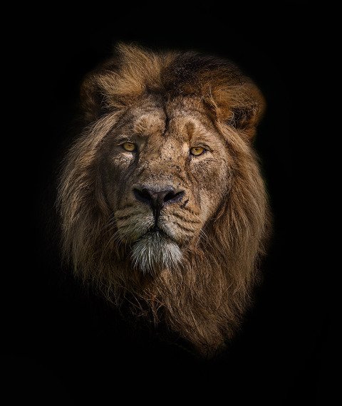 Male Lion Big Cat head portrait photo
