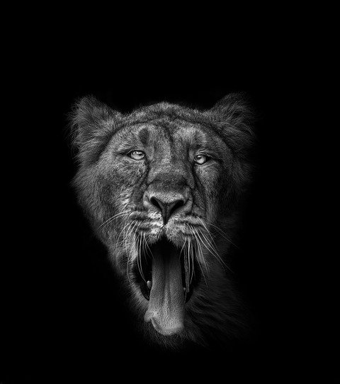 Tired Lioness Yawning with her Tongue out