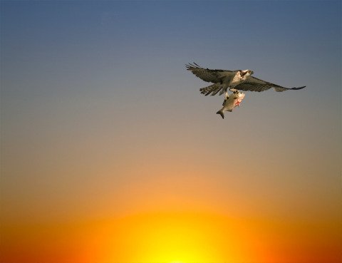 American Osprey with Fish in Talons flying a dawn sunrise