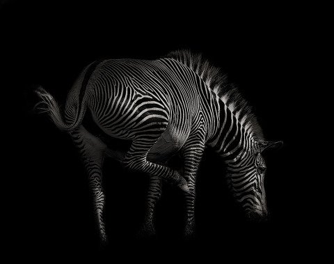 zebra jumping portrait