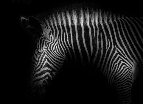 Zebra Stripes head portrait photo