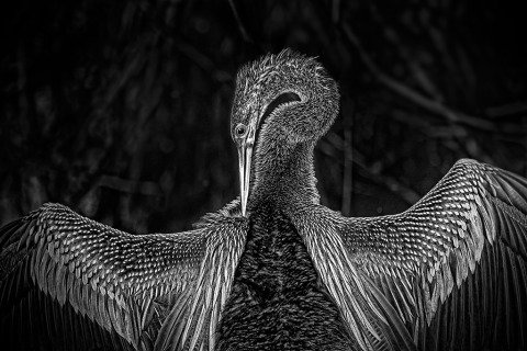 Portrait of an Anhinga, snakebird also know as the American Darter in the Florida Everglades USA in Black and white