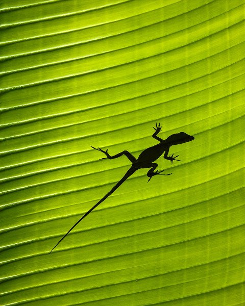 Wildlife Silhouette of gecko lizard on a green tropical waxy palm leaf in the jungle