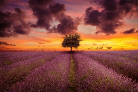 Lone-oak-tree-lavender-field-sunset
