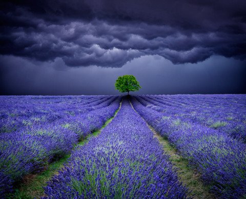 lone-tree-lavender-field-storm-sky-landscape