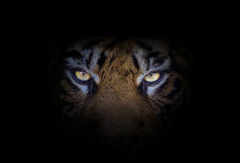 tiger-eyes-close-up-macro-portrait