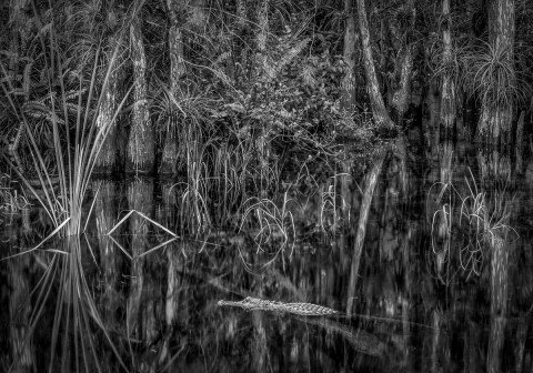 alligator and florida everglades still waters landscape
