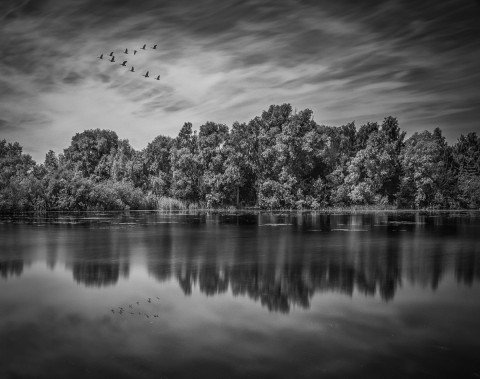 british lake with geese in v formation with reflections black and white